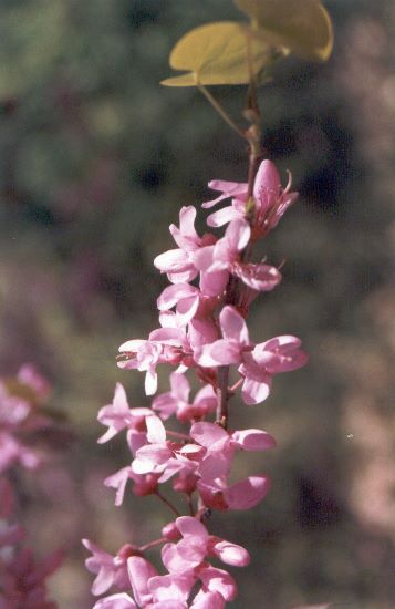 ../Images/170.Grand Canyon.jpg